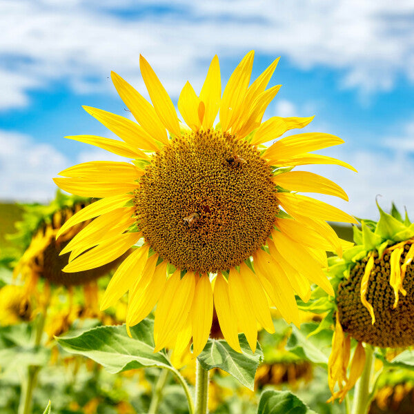Tuscan Bloom