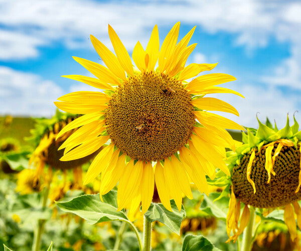 Tuscan Bloom