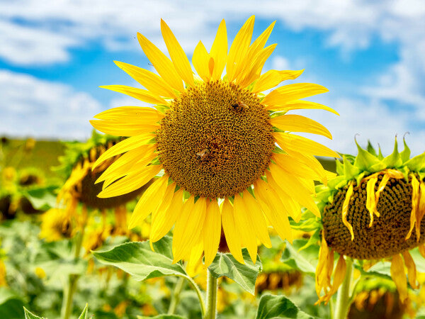 Tuscan Bloom