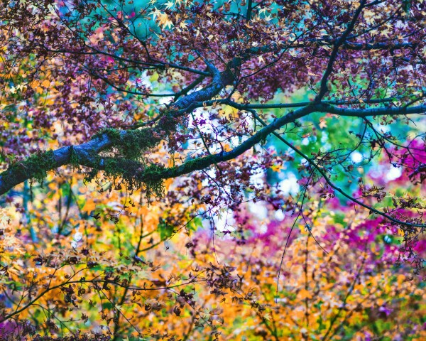 Color Explosion