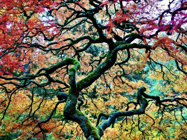 The Tree Falls