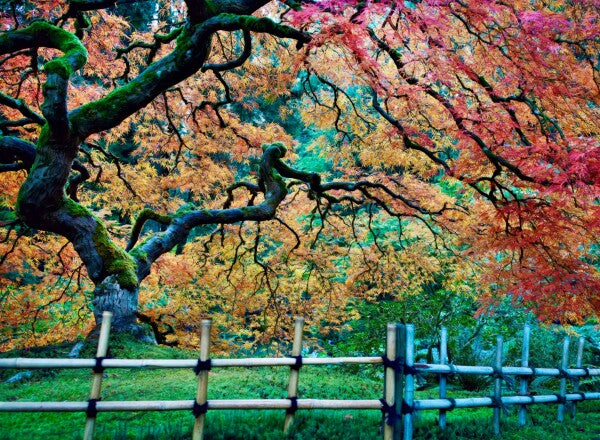 A Tree Falls