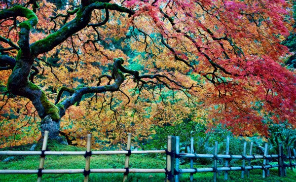 A Tree Falls