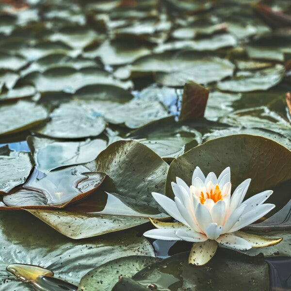 white lily rs Lily White – RS Photography