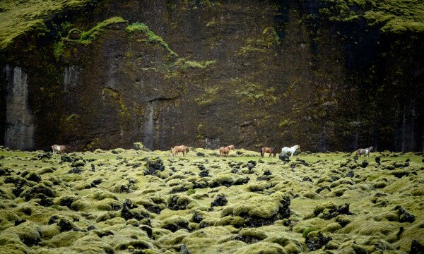 Green Fields & Wild Stallions