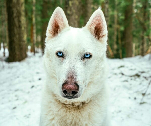 White Woof