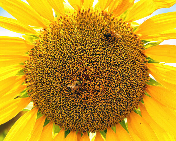 For the Bees