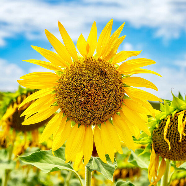 Tuscan Bloom