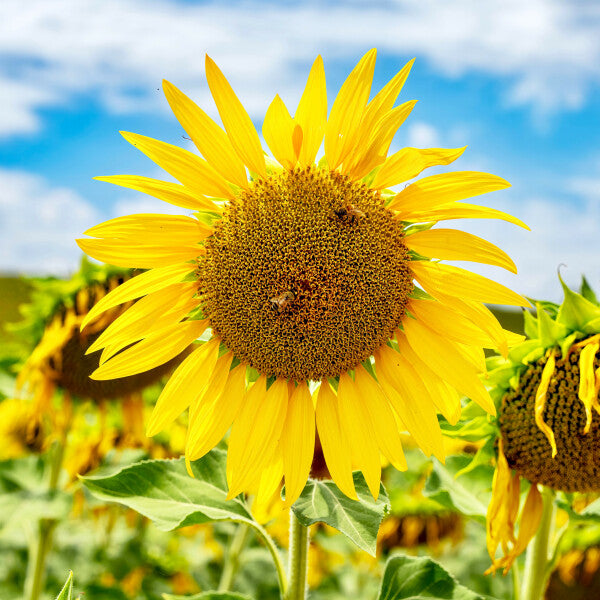 Tuscan Bloom