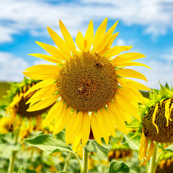 Tuscan Bloom