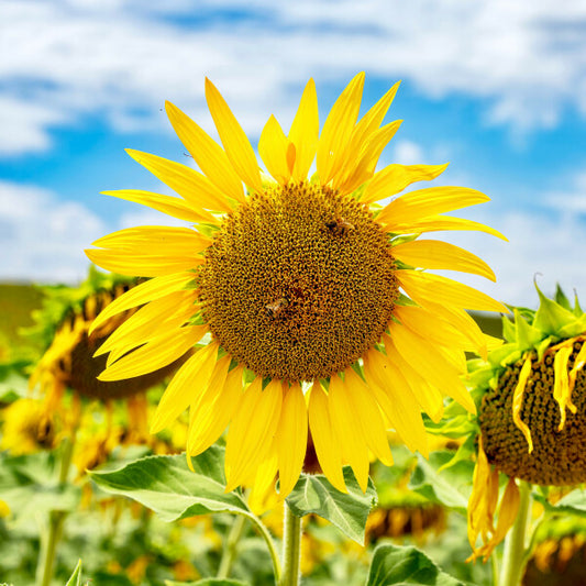 Tuscan Bloom