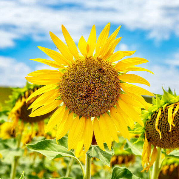 Tuscan Bloom