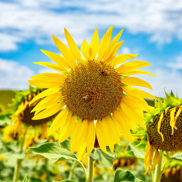 Tuscan Bloom