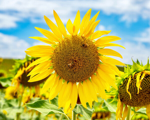 Tuscan Bloom