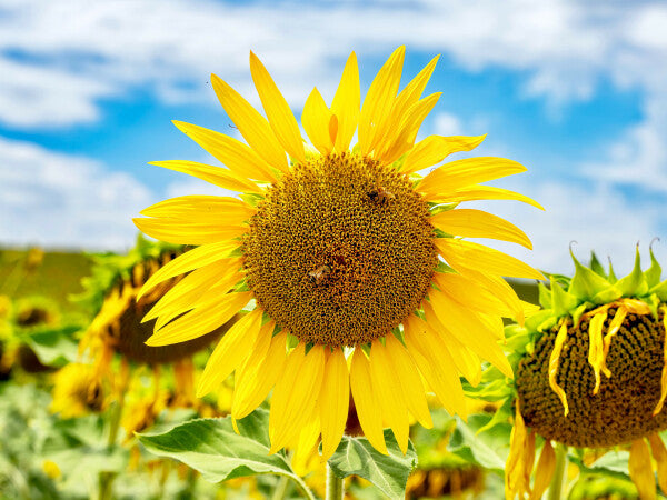 Tuscan Bloom