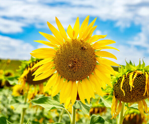 Tuscan Bloom