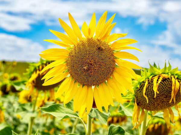 Tuscan Bloom