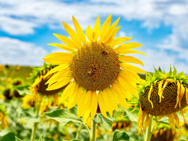 Tuscan Bloom