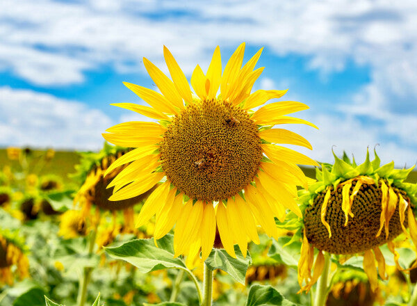 Tuscan Bloom