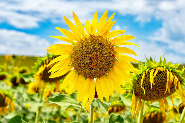 Tuscan Bloom