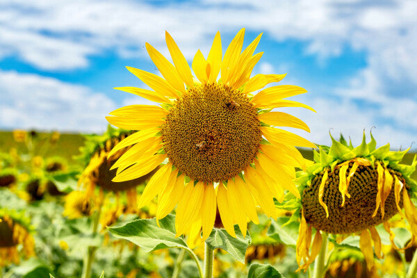 Tuscan Bloom