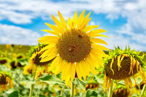 Tuscan Bloom