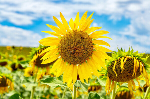 Tuscan Bloom