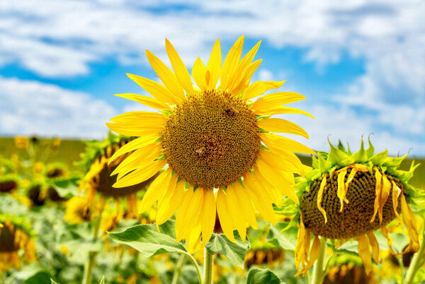 Tuscan Bloom