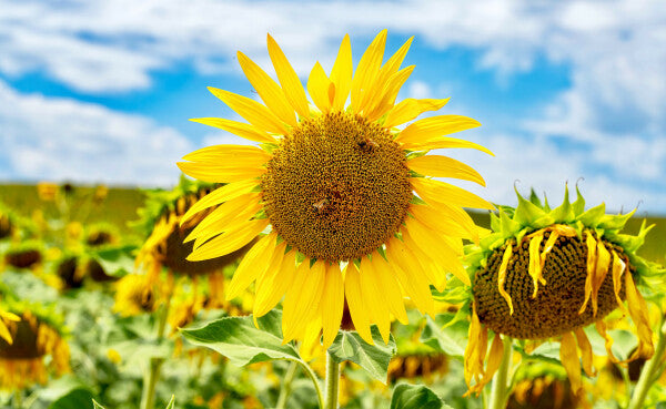 Tuscan Bloom