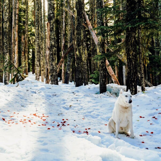 Snow Petals