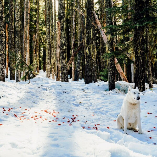 Snow Petals