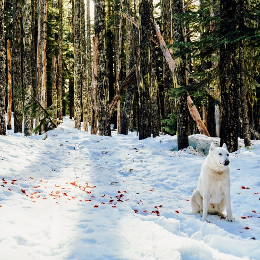 Snow Petals