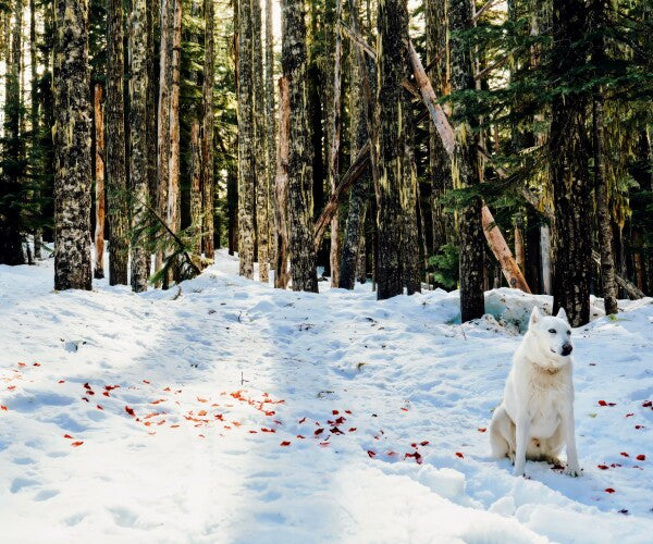 Snow Petals