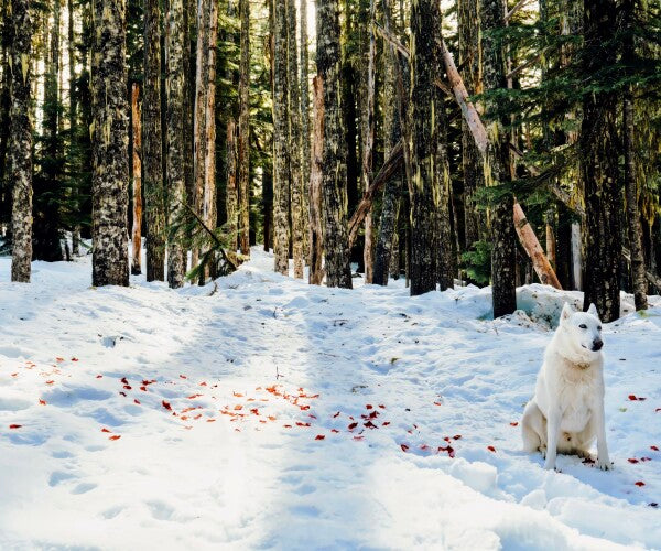 Snow Petals