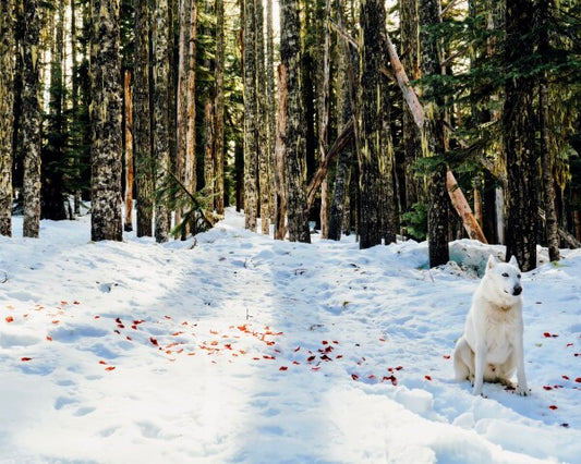 Snow Petals