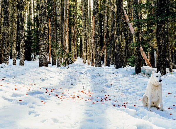 Snow Petals