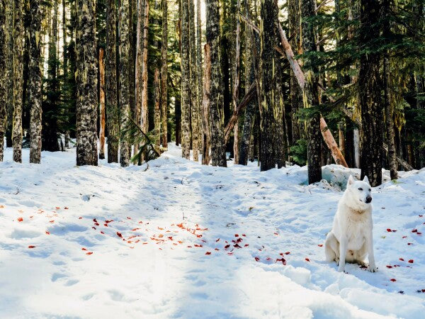 Snow Petals