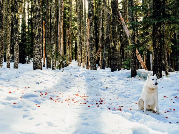 Snow Petals