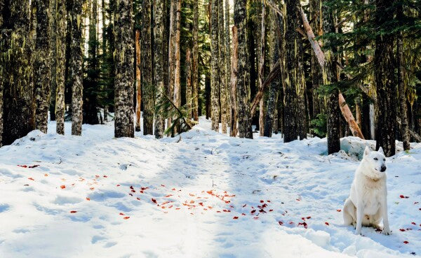 Snow Petals