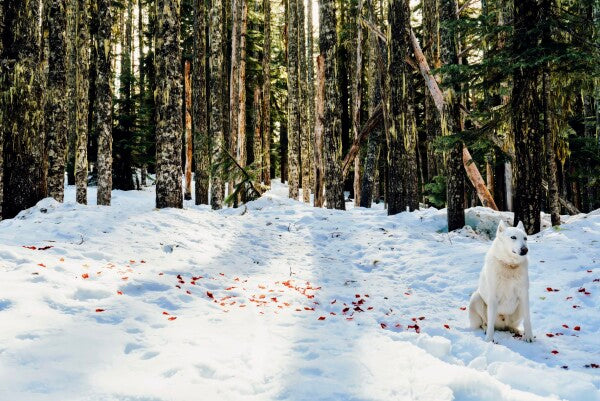 Snow Petals