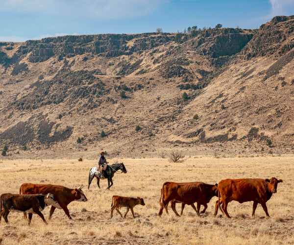 Cowboy Up