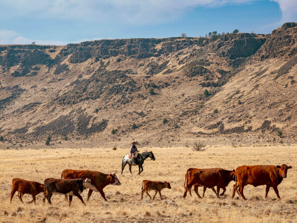 Cowboy Up