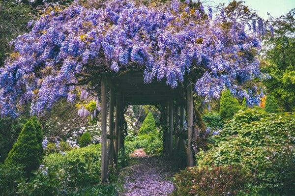 Lavender Lair