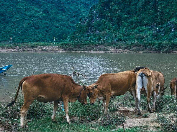 Bovine Besties