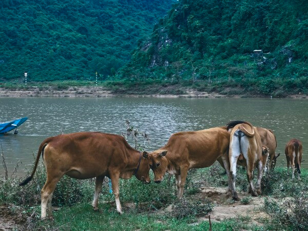 Bovine Besties