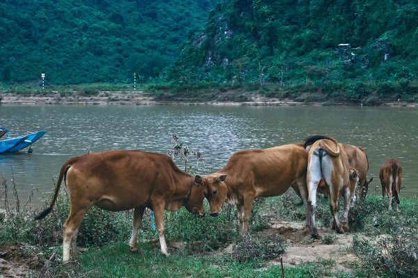 Bovine Besties