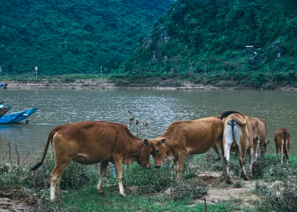 Bovine Besties