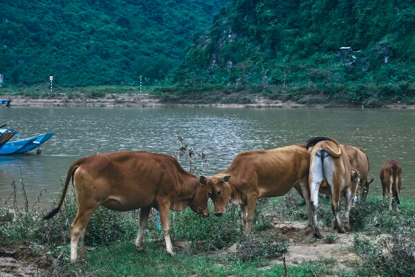 Bovine Besties