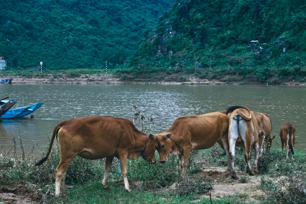 Bovine Besties