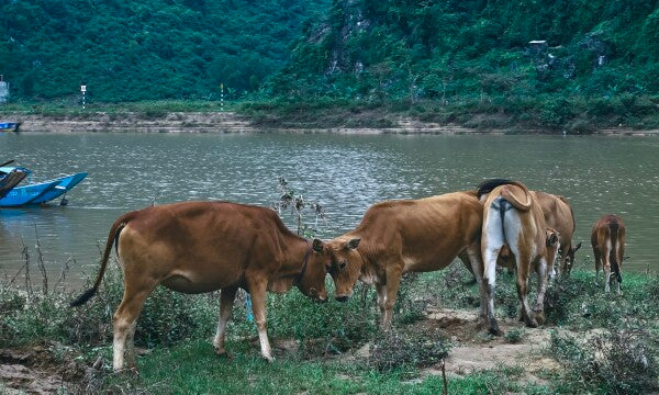 Bovine Besties